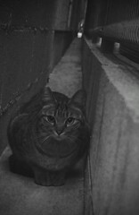 隙間猫