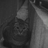 隙間猫