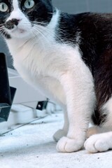 美足猫