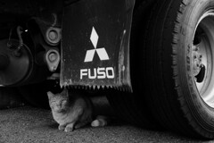 FUSO猫