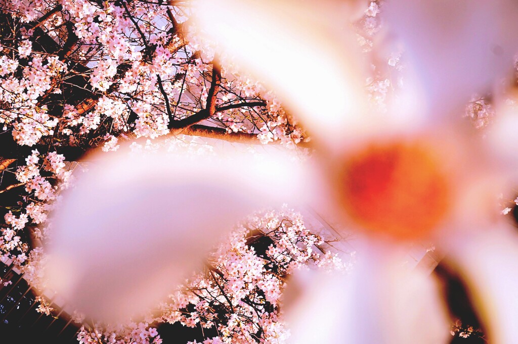 花花