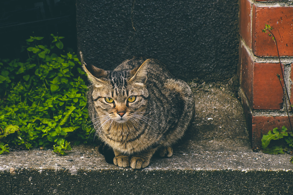 美形猫
