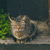 美形猫