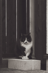 ねこ