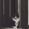 ねこ