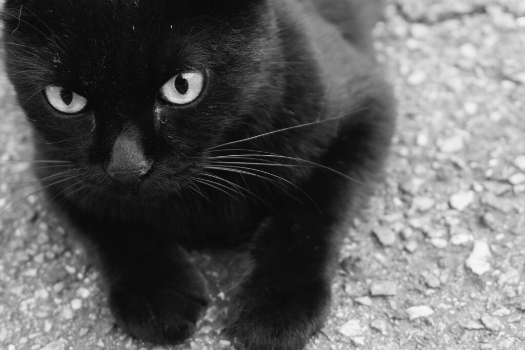 黒猫ちゃん