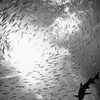 小魚とサメ