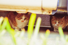 おびえねこ