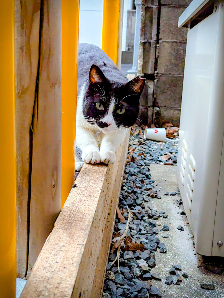 爪とぎ猫