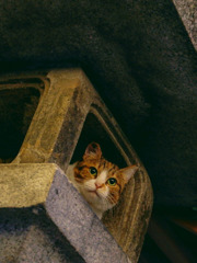灯籠猫