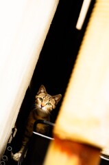 隙間猫