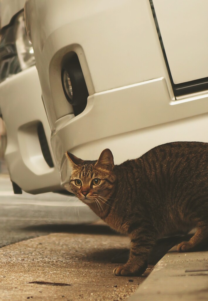 20°猫