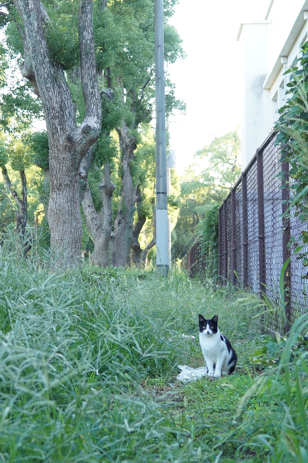 ハチワレさくらねこ