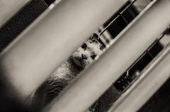 隙間猫
