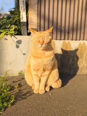 ぽかぽか