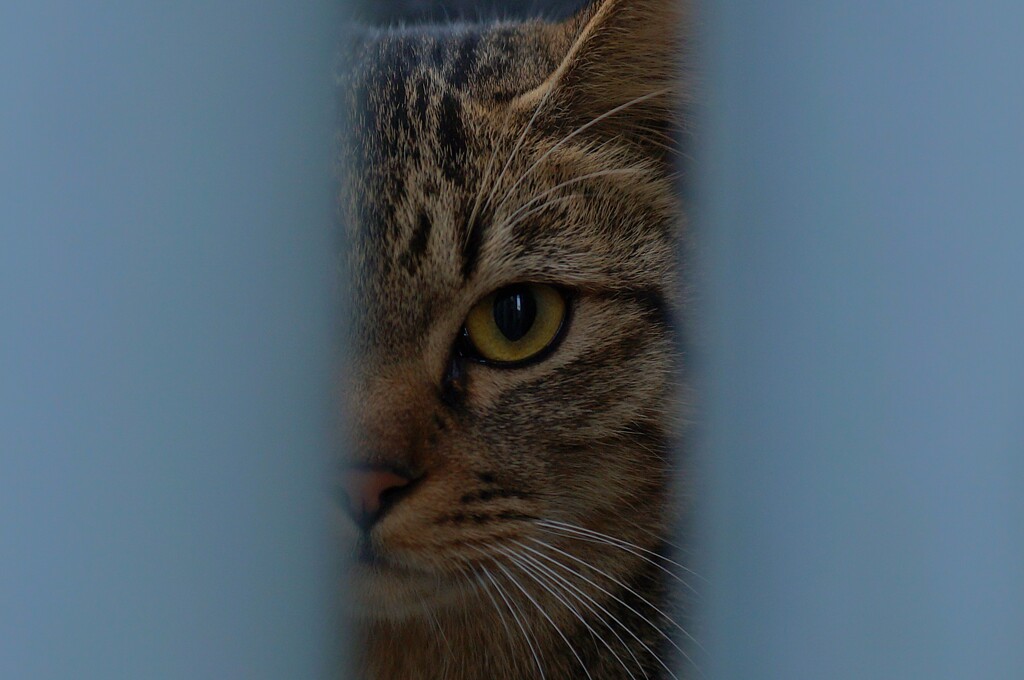 警戒猫