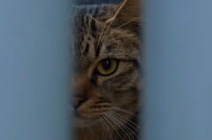 警戒猫