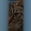 警戒猫