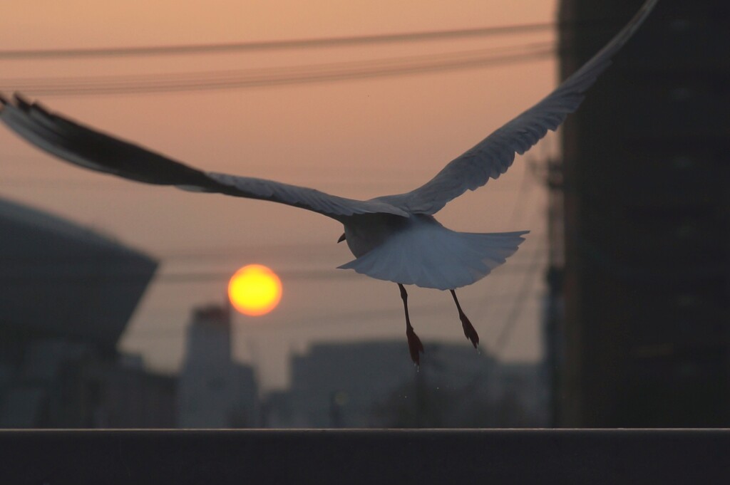 かもめ
