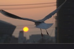 かもめ