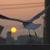 かもめ