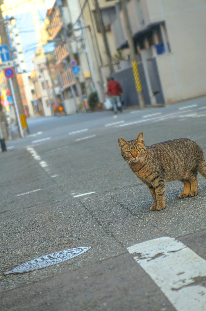 街ねこ