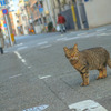 街ねこ