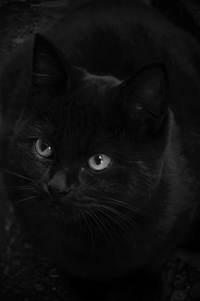 子黒猫