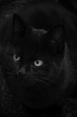 子黒猫