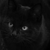 子黒猫
