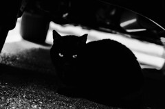 黒猫