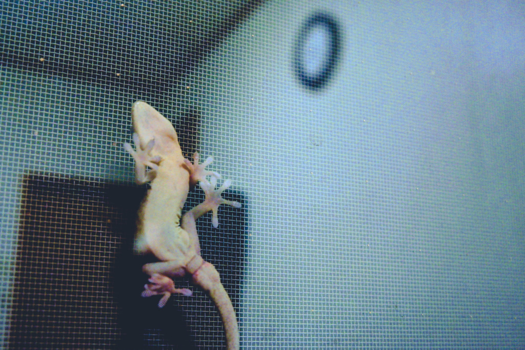かべちょろ