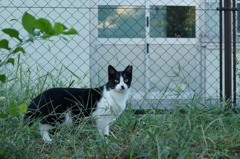 ハチワレさくらねこ