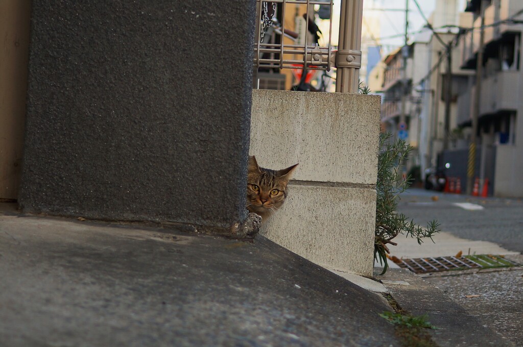 ひょっこり