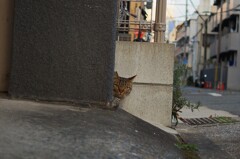 ひょっこり