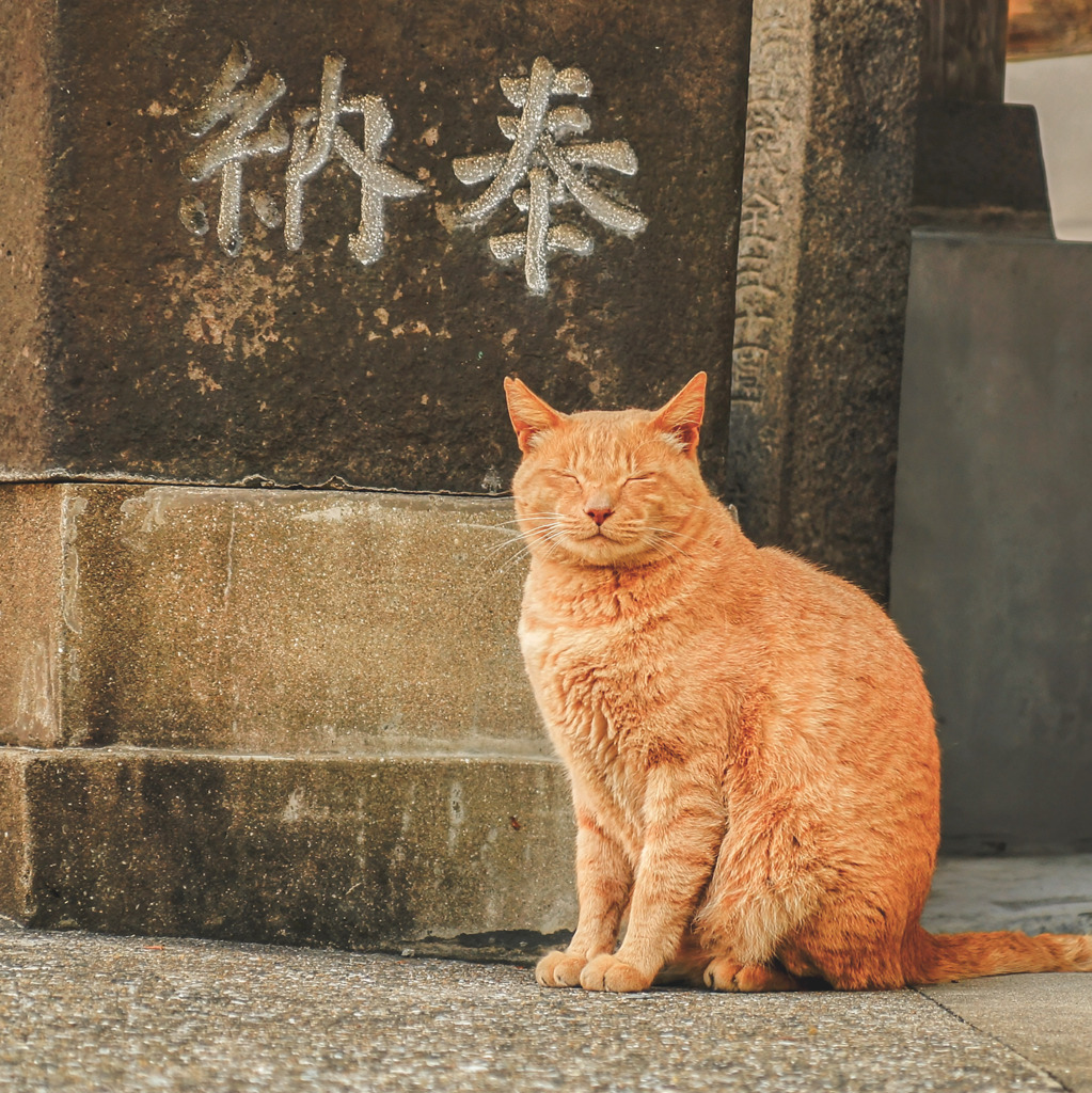 猫奉納