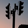 カラスと信号