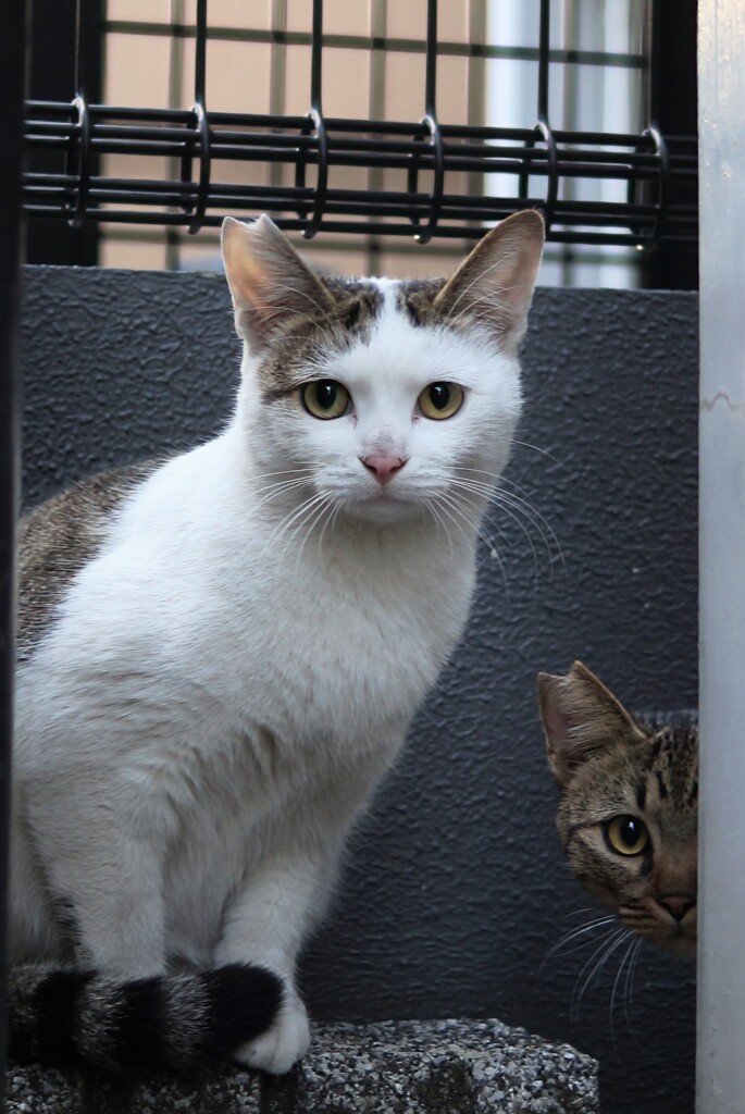 不安げ猫