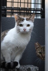 不安げ猫