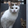 不安げ猫