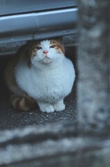 (¯へ¯)