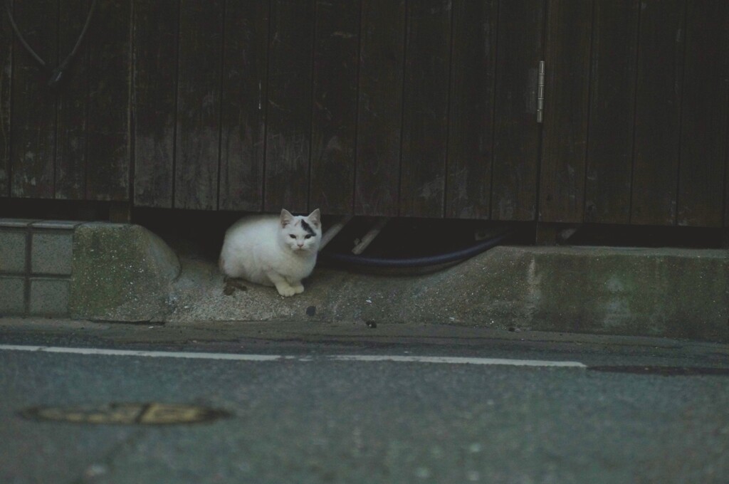 野良ブラックジャック