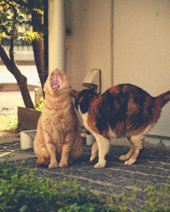 顔中を口にして