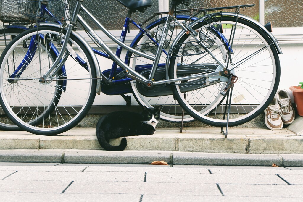 ハチワレ