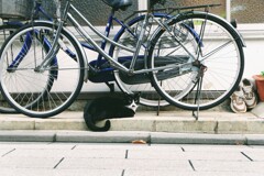 ハチワレ