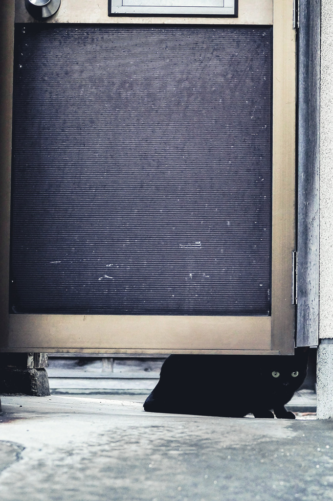 黒猫