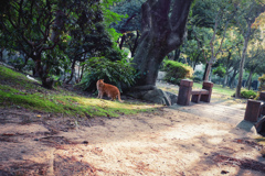朝猫