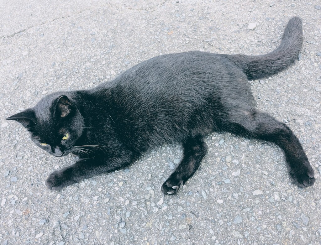 黒猫
