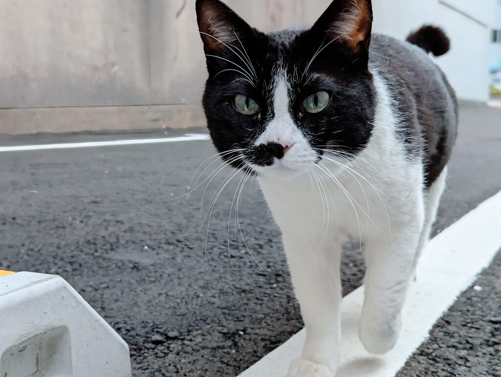 駐車場の猫