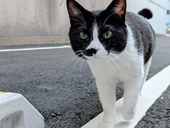 駐車場の猫